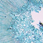 plant cells