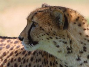 cheetah